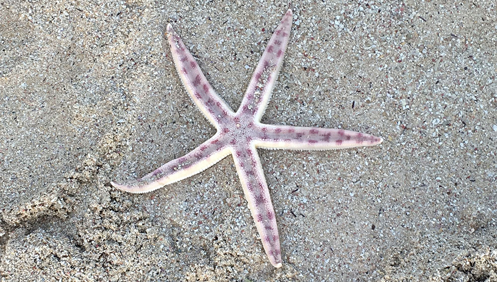 Star Fish at mauritius Resort